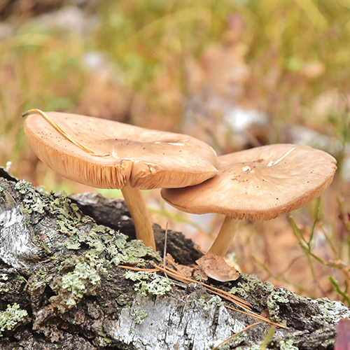 Murill Mushrooms